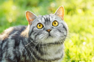 Yeşil çimlerde gümüş renkli İskoç kedi portresi.
