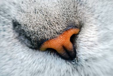 Kedi burnu makrosu. Komik turuncu kedi burnu gümüş tekir İskoç kedisine yakın çekim.