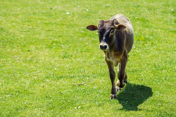 Pequeño Becerro Caminando Prado Verde — Foto de Stock