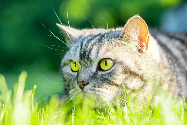 Cat hunting. Silver tabby scottish cat in a green grass.