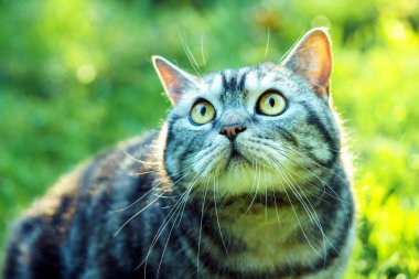 Funky beautiful whiskers cat portrait on a green grass.