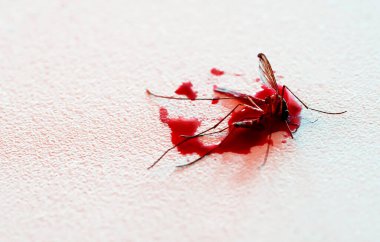 Smashed mosquito full of blood on a table. Macro photography. Close up view.