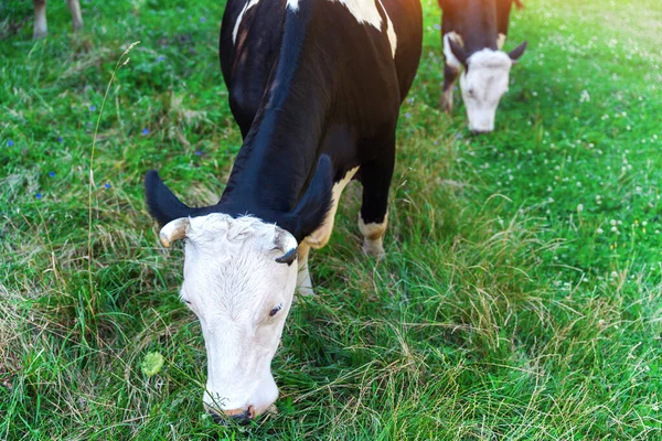 Cows Eating Grass Green Summer Meadow Cows Pasture Rural Landscape — Fotografia de Stock