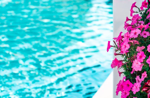 Petunia Flowers Poolside Luxury Swimming Pool Copy Space — Fotografia de Stock