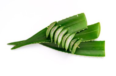 Aloe vera bitkisi beyaz bir arkaplanda kesiliyor.