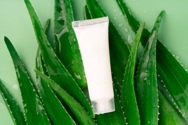 Aloe Vera yaprakları ve açık yeşil arka planda beyaz makyaj şişesi..