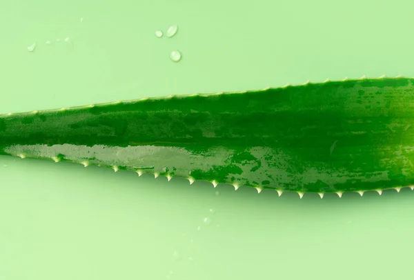 Aloe Vera Yaprağı Yeşil Zeminde — Stok fotoğraf