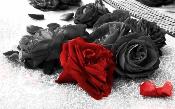 Szelektív Színezés Virágok Piros Fekete Romantikus Üdvözlőkártya Vörös Fekete Rózsa — Stock Fotó