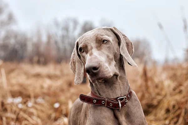 Weimaraner in het herfstbos. Jachthond op jacht. Grijze hond. Jacht hondenras. — Stockfoto