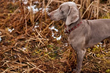 Weimaraner 'ın sonbaharda çekilmiş bir köpek portresi. Doğadaki av köpeği. Sadık dostum..