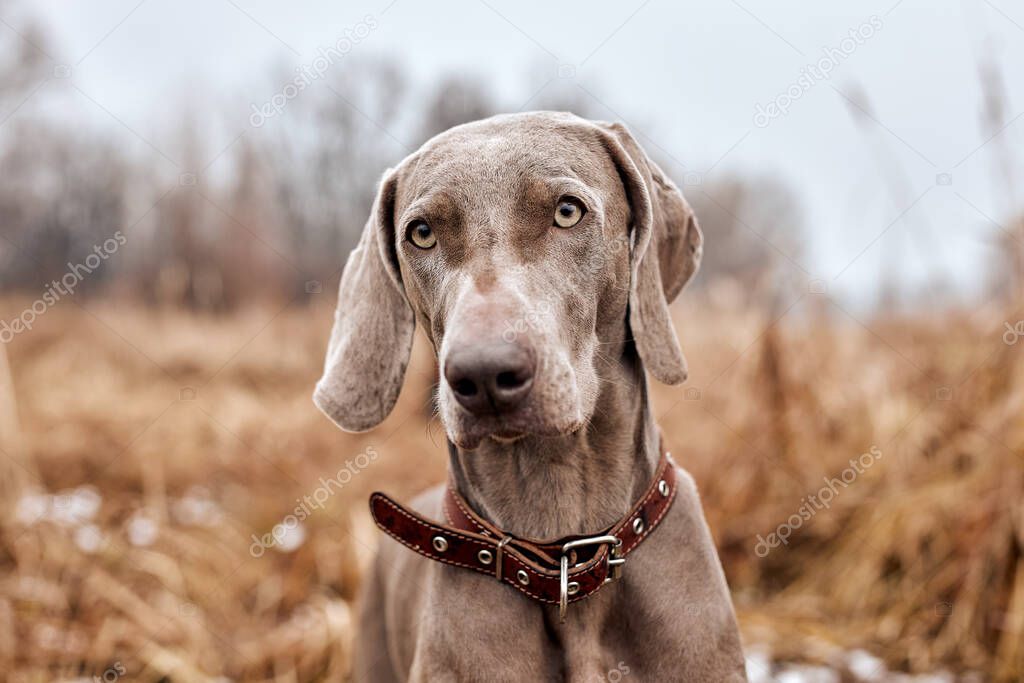 Beautiful Weimaraner Dog Standing In Autumn Day. Large Dog Breds For Hunting. Weimaraner