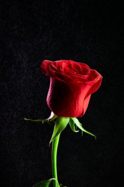 Rose in dark. Element of design. one red rose isolated on black background, close up shot