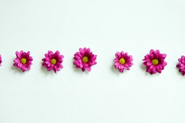 Minimal creative shot of Daisy bright pink isolated on white background. Flowers Close-up. For design. Nature. Blossom, flowers, flora concept. flat lay