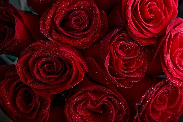 Beautiful Red Rose Flowers Water Drops Petals Close Macrophotography Selected — Fotografia de Stock