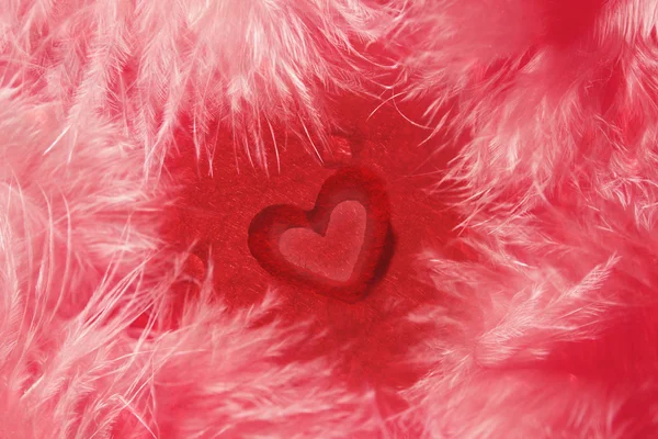 Heart shape in feathers — Stock Photo, Image