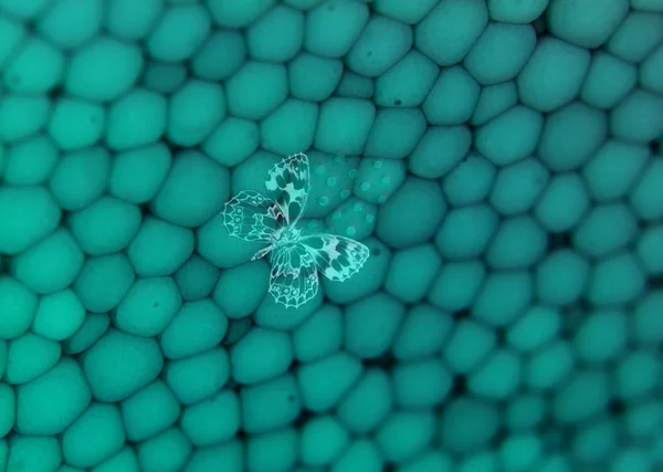 Микрокосмическая бабочка — стоковое фото