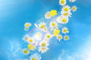 Daisy bokeh glitter meltem