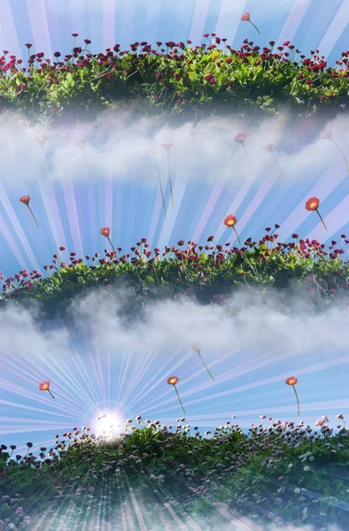 Champs de fleurs de chrysanthème dans la lumière du matin — Photo