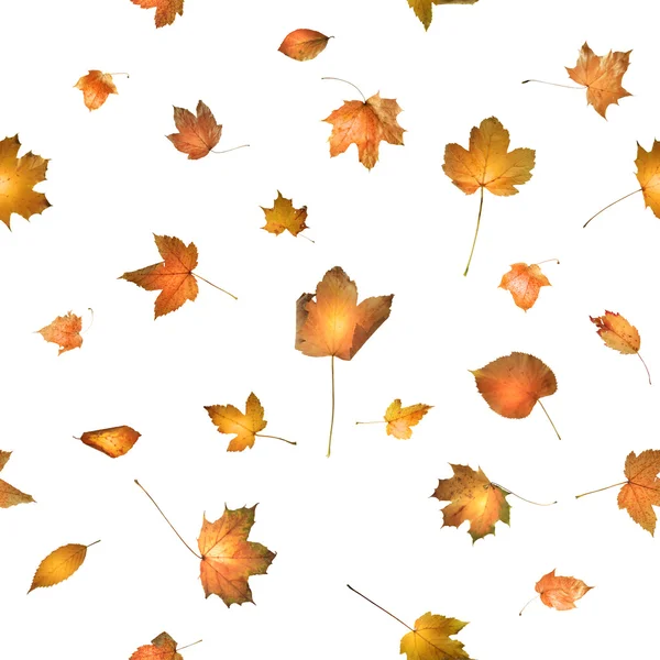 Podzimní listí s mihotavým světlem zpět — Stock fotografie