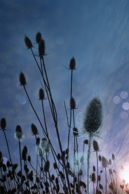 Thistle şafak