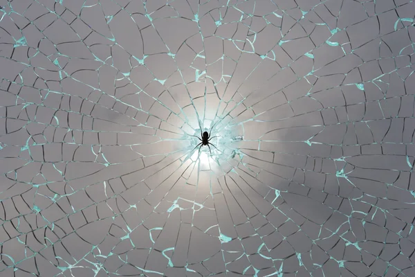 Glass Fragments Spider Web
