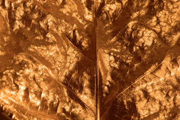 Vergulde blad close-up — Stockfoto