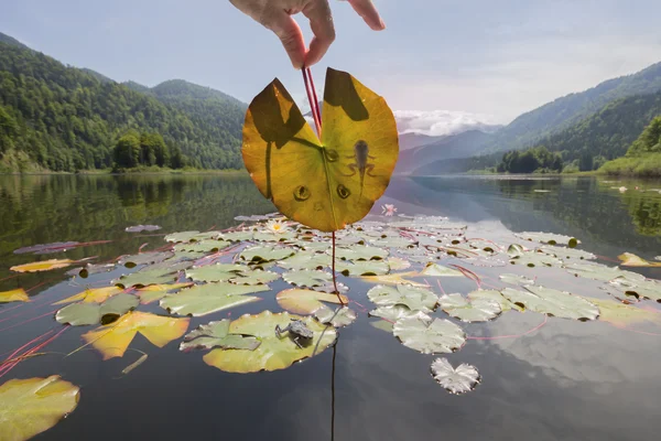 Žabí Pulec etapy na horské jezero list Stock Obrázky