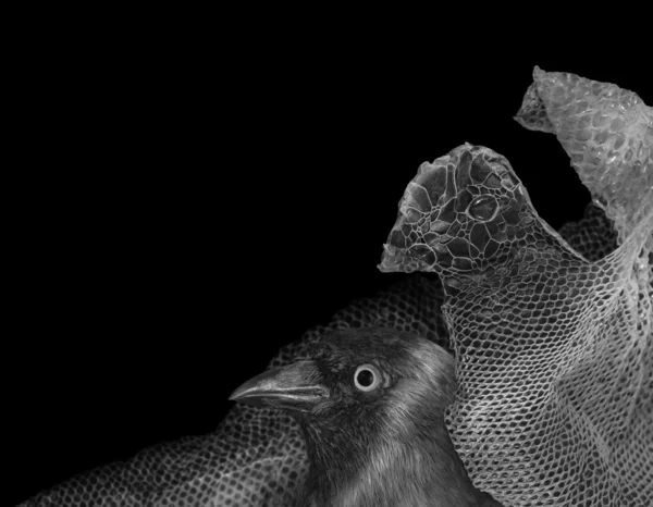 Yılan derisi ile kurulan kuş — Stok fotoğraf