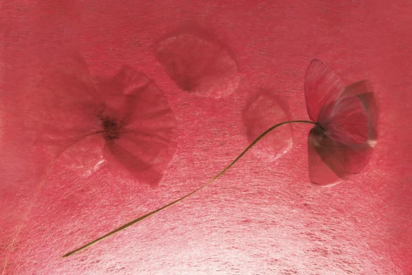 Gedroogd poppys in backlit met vlinder vleugel — Stockfoto