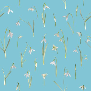 Mavi sorunsuz Snowbells