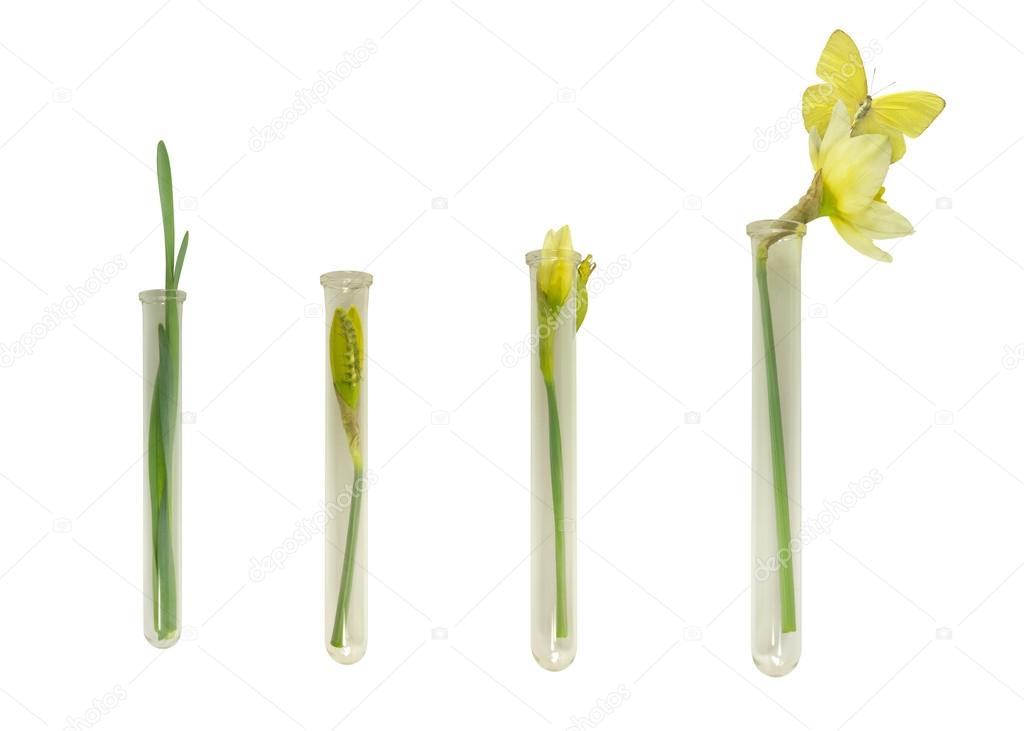 Narcissus and Butterfly Growth in Culture Tubes