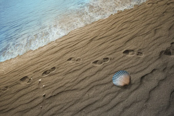 Geleidelijke kleur wijzigen in seashell — Stockfoto