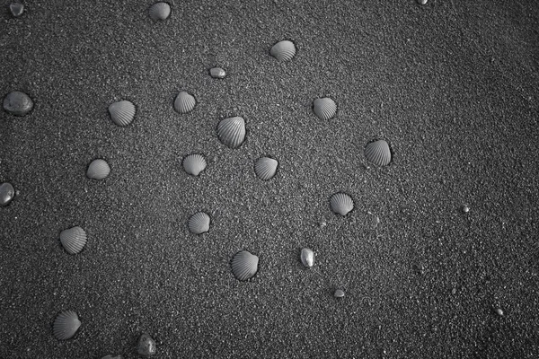 Basalt sand med svart snäckskal spiral — Stockfoto