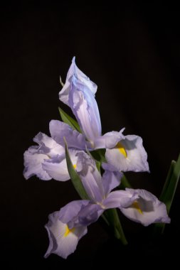 Çift iris Güzellik