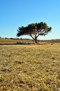 Tarlada yapayalnız ağaç