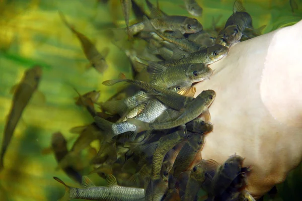 Fish spa Pielęgnacja — Zdjęcie stockowe