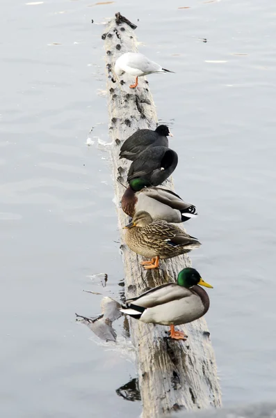 Pássaro em um log — Fotografia de Stock