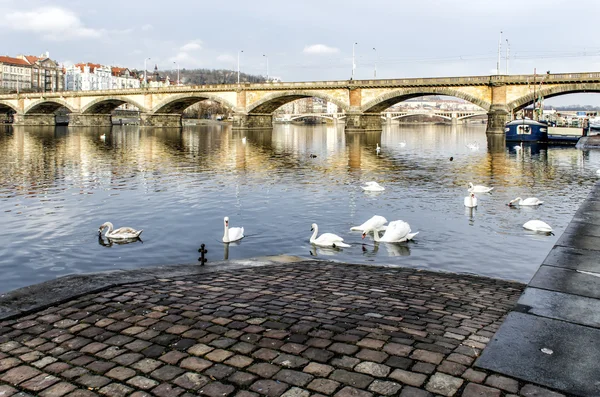 Лебеді плавають на річці Стокова Картинка