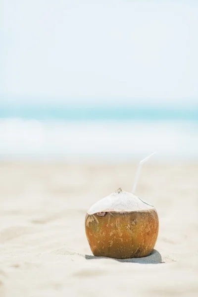 Primer plano de la puesta de coco en la playa — Foto de Stock