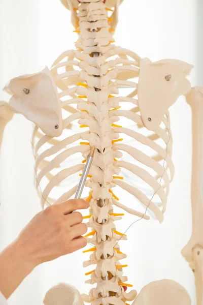 Arzt zeigt auf Wirbelsäule des menschlichen Skeletts — Stockfoto