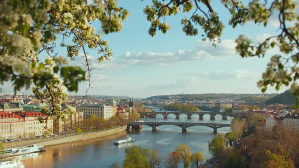 Paesaggio Con Fiume Moldava Ponte Carlo Attraverso Fogliame Primavera Praga — Video Stock