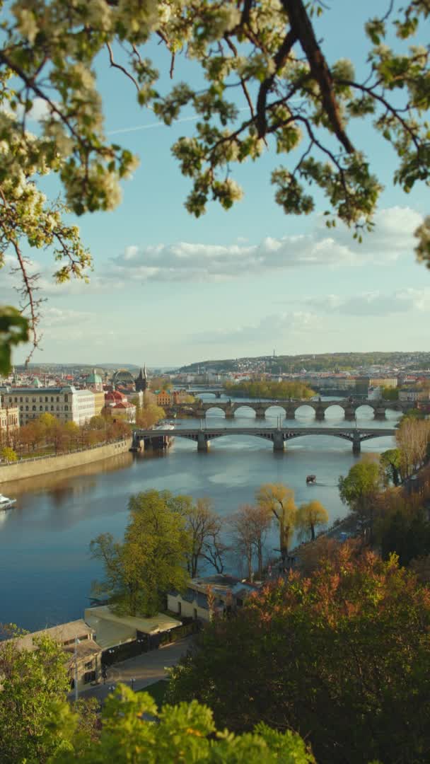 Paisaje Con Río Moldava Puente Carlos Través Del Follaje Primavera — Vídeos de Stock