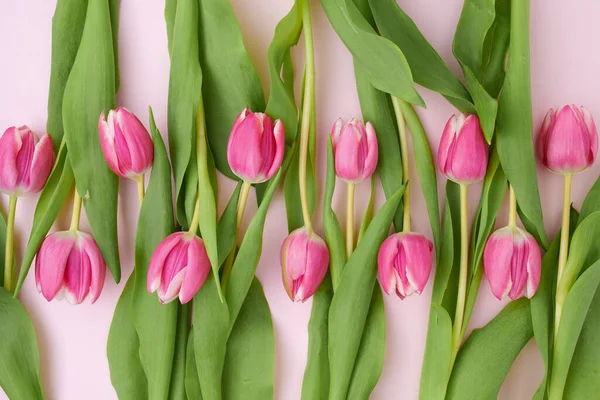 Printemps Plat Couché Avec Des Tulipes Isolées Sur Fond Rose — Photo