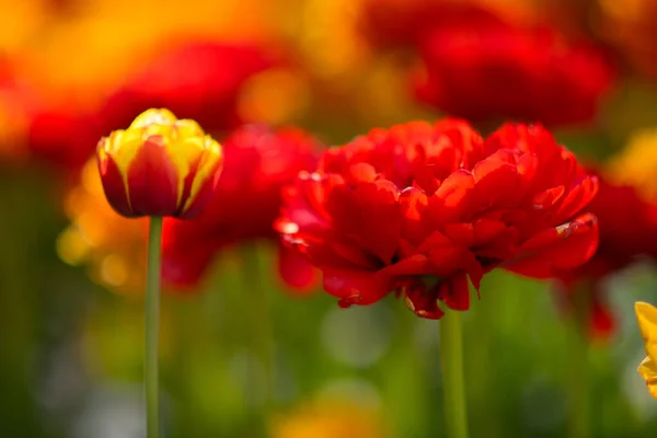 Tulips Outdoors City Park — ストック写真