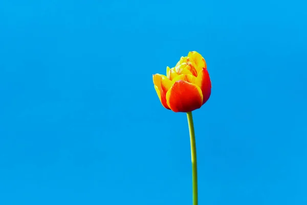 Tulip Blue Close — Fotografia de Stock