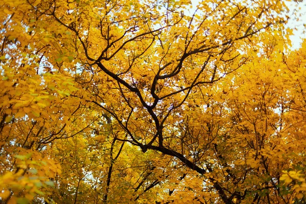 Hello September Autumn Tree Branches Yellow Leaves City Park — Stock Fotó