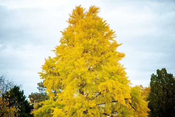 Hello autumn. autumn tree with yellow leaves in the city park.