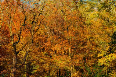 Hello november. autumn tree branches with yellow leaves in the city park.