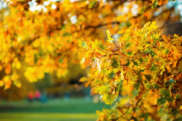 Hello September Closeup Autumn Tree Branches Yellow Leaves City Park — Foto Stock