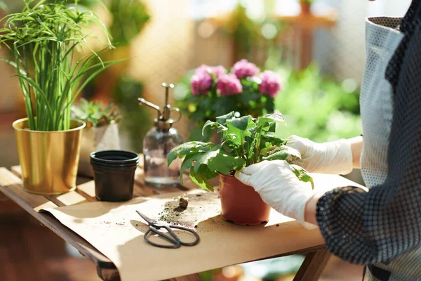 Relaxing Home Gardening Closeup Woman Potted Plant Gardening Home Sunny — Stock Photo, Image